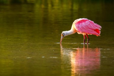 pembe kaşıkçı (platalea ajaja)