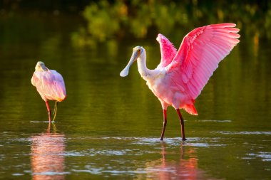 pembe kaşıkçı (platalea ajaja)
