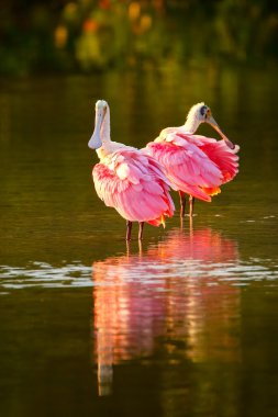 Pembe Spoonbills (Platalea ajaja)
