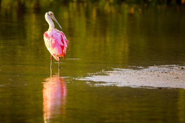 pembe kaşıkçı (platalea ajaja)