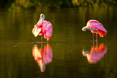 Pembe Spoonbills (Platalea ajaja)