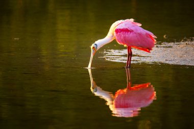 pembe kaşıkçı (platalea ajaja)
