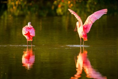 Pembe Spoonbills (Platalea ajaja)