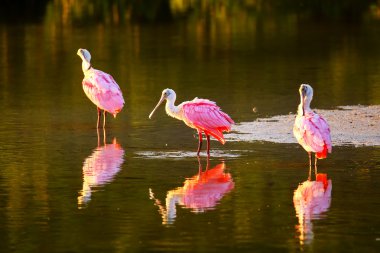 Pembe Spoonbills (Platalea ajaja)