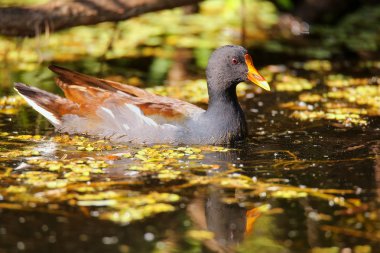 Ortak moorhen Yüzme