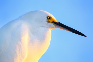 Portrait of Snowy egret clipart