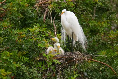 Büyük Egret (ardea alba)