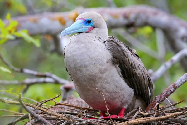 Pie rojo booby (Sula sula) sentado en un nido — Foto de Stock