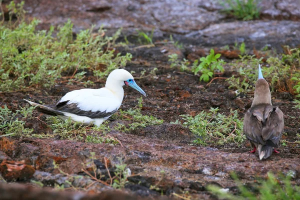 Red-footed Booby on Genovesa Island, Galapagos National Park, Ec — Stock Photo, Image