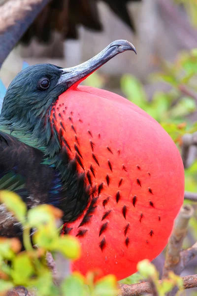 Retrato de Grande Frigatebird masculino — Fotografia de Stock