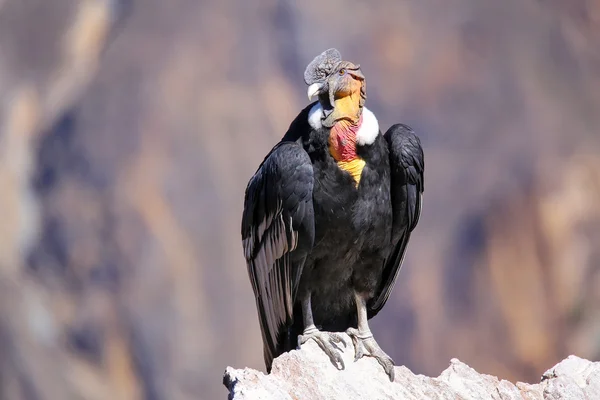 Cóndor Andino sentado en Mirador Cruz del Cóndor en el Cañón del Colca — Foto de Stock