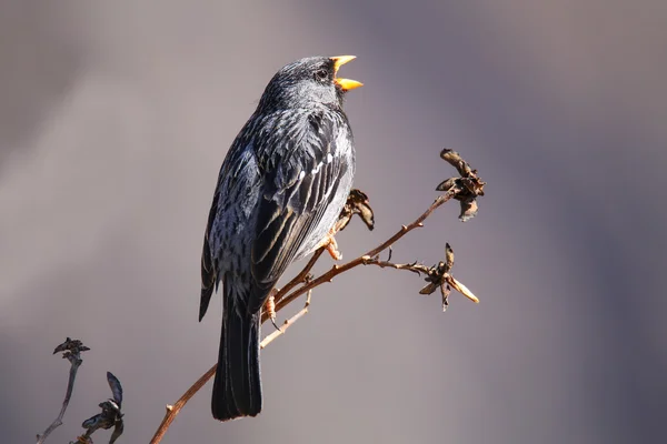 Luto por Sierra-Finch en un árbol en el Cañón del Colca, Perú . — Foto de Stock