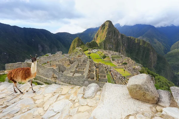 Llama em pé em Machu Picchu com vista para o Peru — Fotografia de Stock