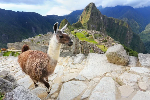 Lamadjur som står vid Machu Picchu förbise i Peru — Stockfoto