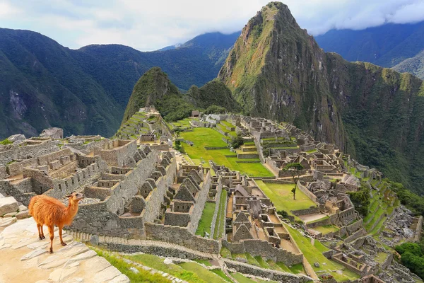 Llama em pé em Machu Picchu com vista para o Peru — Fotografia de Stock