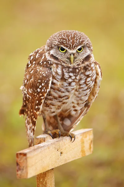 Burrowing Owl sitting on a pole — Stock Photo, Image