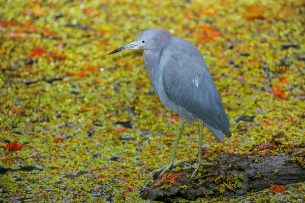 沼沢地で少しブルー ヘロン — ストック写真
