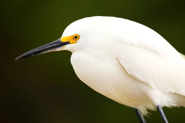 Retrato de egret nevado — Fotografia de Stock