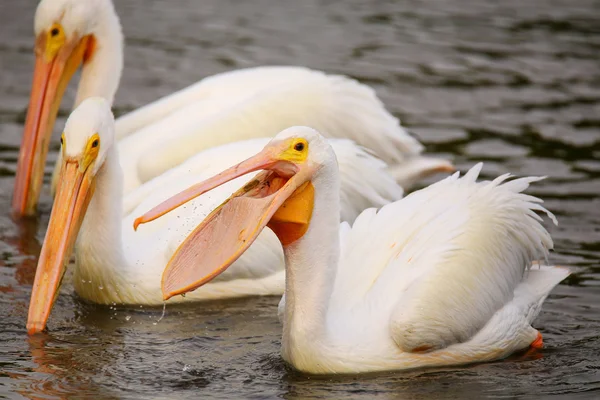 Beyaz besleme Pelikan (Pelecanus erythrorhynchos) — Stok fotoğraf