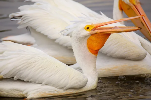 Pelikan (Pelecanus erythrorhynchos) besleme beyaz — Stok fotoğraf