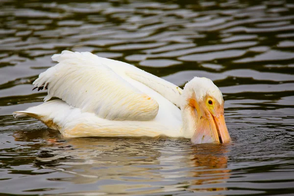 Кормление белого пеликана (Pelecanus erythrorhynchos) — стоковое фото