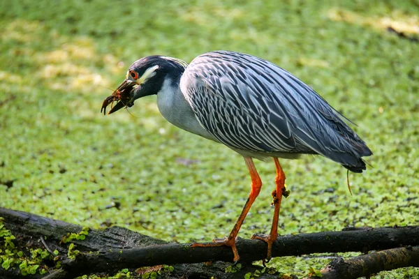 Garza amarilla comiendo cangrejos de río — Foto de Stock