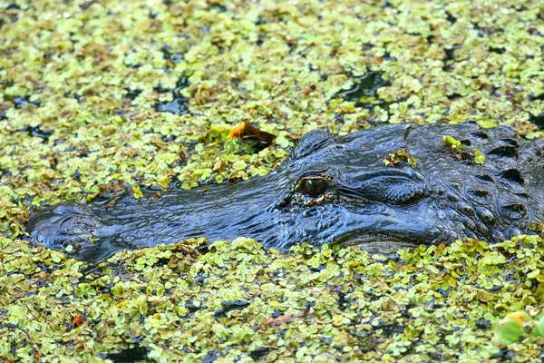 Portret van Alligator drijvend in een moeras — Stockfoto