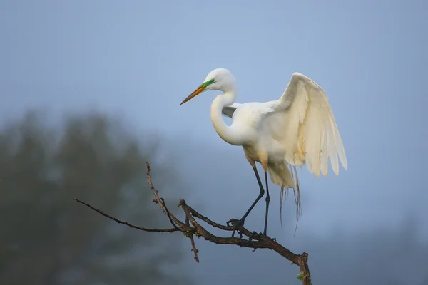 Great Egret (Ardea alba) — Stock Photo, Image