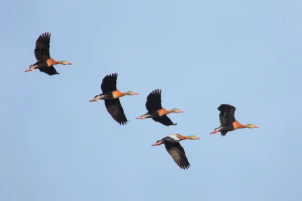 Black-bellied Whistling-Ducks  flying in blue sky — Stock Photo, Image