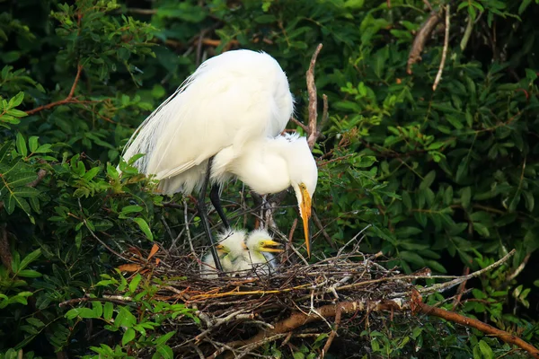 Silberreiher (ardea alba)) — Stockfoto