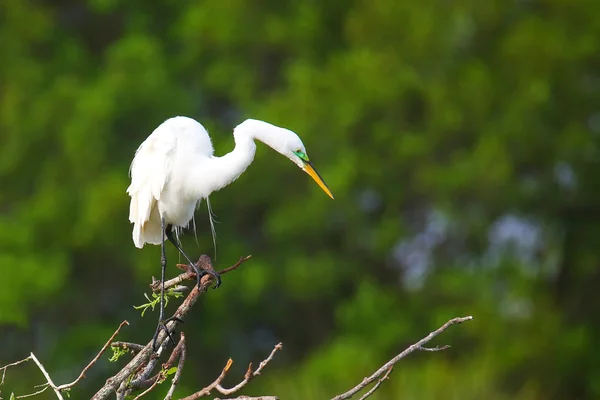 Grote zilverreiger (ardea alba)) — Stockfoto