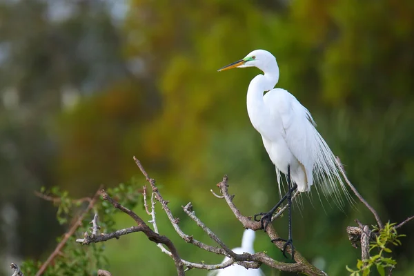 Grote zilverreiger (ardea alba)) — Stockfoto