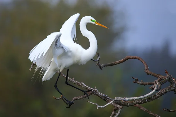 Nagy-Egret (Ardea alba) — Stock Fotó