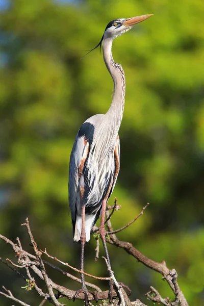 Great Blue Heron de pé em um galho de árvore. É o maior Não — Fotografia de Stock