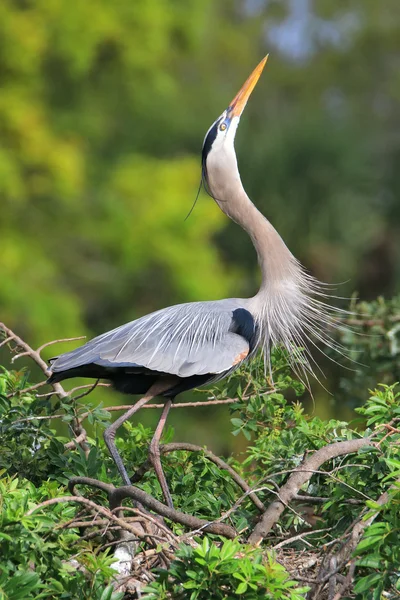 Great Blue Heron em exibição de panificação. É a maior North Am — Fotografia de Stock