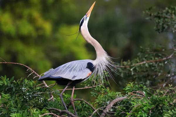 Great Blue Heron in breading display. It is the largest North Am — Stock Photo, Image