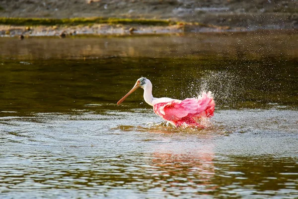 Roseate Spoonbill (platfa ajaja)) — стоковое фото