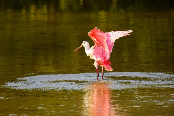 Rózsa kanalascsiga (platalea ajaja) — Stock Fotó