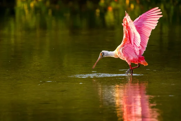 Roseate Spoonbill (platfa ajaja)) — стоковое фото