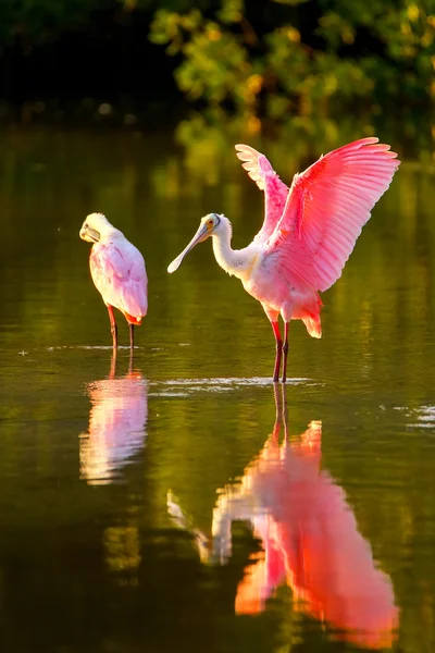 Rosenlöffel (platalea ajaja)) — Stockfoto