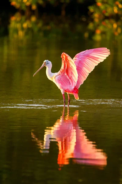 Roseate Spoonbill (platfa ajaja)) — стоковое фото