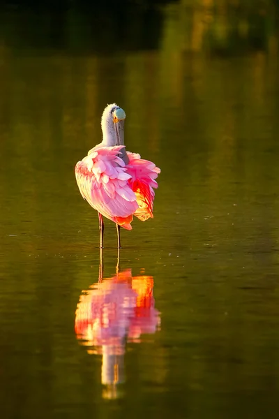 Rosenlöffel (platalea ajaja)) — Stockfoto