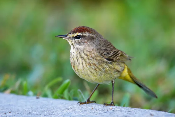 Pálmalevél (setophaga palmarum)) — Stock Fotó