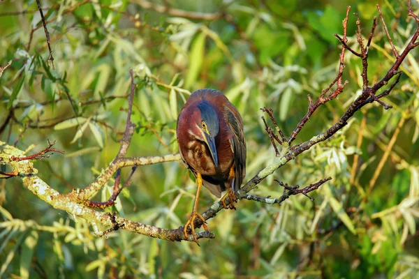 Garza verde sentada en un árbol —  Fotos de Stock