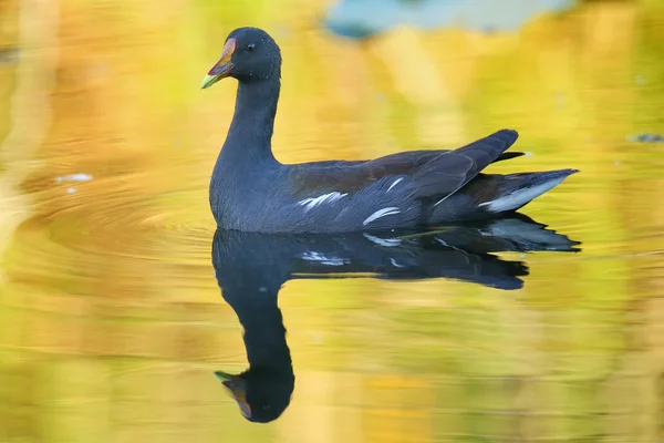 Nadar moorhen común — Foto de Stock