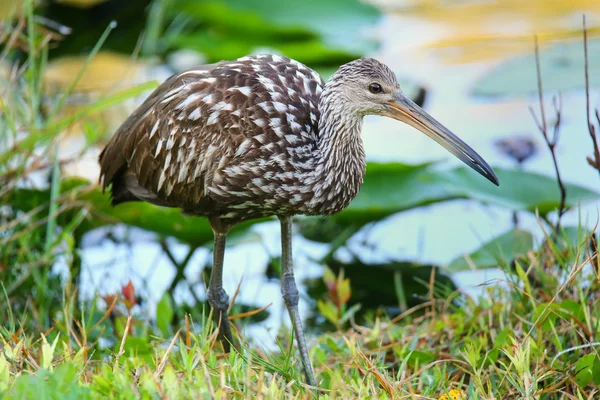 Limpa (Aramus guarauna) — Fotografia de Stock