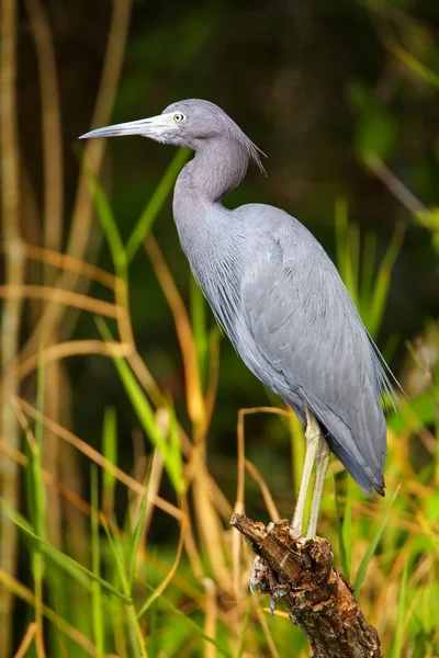 Little Blue Heron in a swampy area — Stock Photo, Image