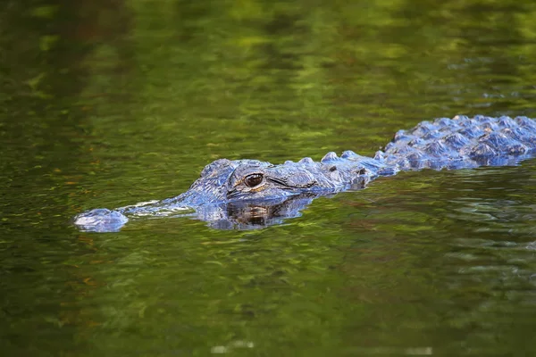 Alligator (Alligator mississippiensis) nadando — Fotografia de Stock