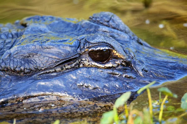 Portrait of Alligator floating in water — Stock Photo, Image