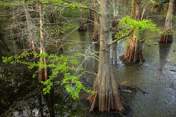 Cipreste careca crescendo em uma área pantanosa na Flórida — Fotografia de Stock